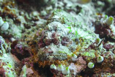 Are Stonefish Dangerous?