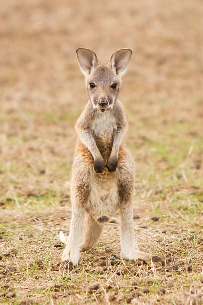 Baby Kangaroo Joey Stock Photos, Pictures & Royalty-Free Images - iStock