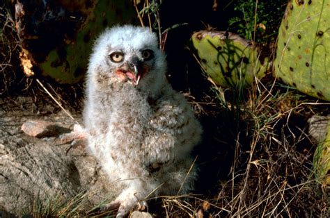 Great Horned Owl - Wild About Utah