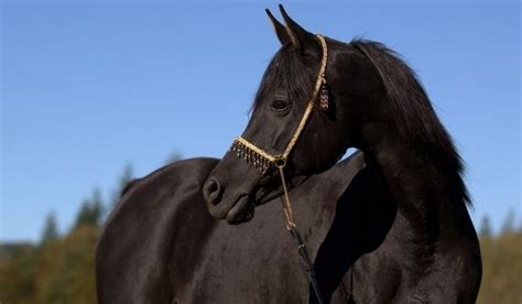 350+ Arabic and Non-Arabic Amazing Arabian Horse Names