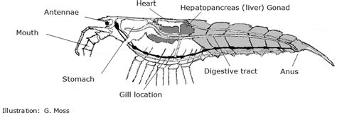 Lobster Anatomy Diagram Label