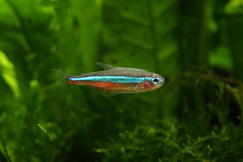 Neon Tetra Fish Species Profile