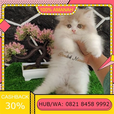 Jual Kucing Persia Anak Kucing Flatnose Abu Abu Putih Peaknose Kitten ...