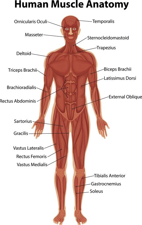 insuficiente contrabando Megalópolis muscle anatomy diagram imagina ...