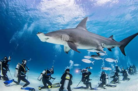 5 Best Place to Dive with Hammerhead Sharks - DivingPicks.com