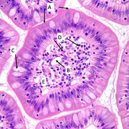 Villus A. brush border B. lacteal C. goblet cells D. lamina propria | Cell biology, Histology ...