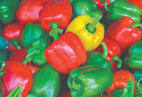 #DYK: Bell Peppers come in all shapes, sizes and colors! - Florida Agriculture in the Classroom