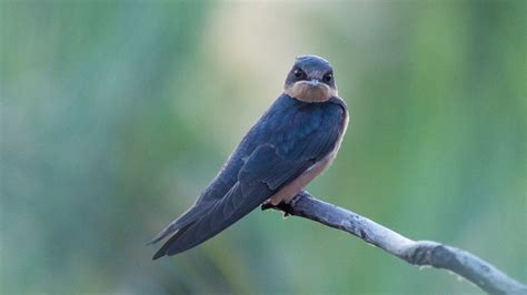 Swallow Bird Meaning & Symbolism - SongbirdHub