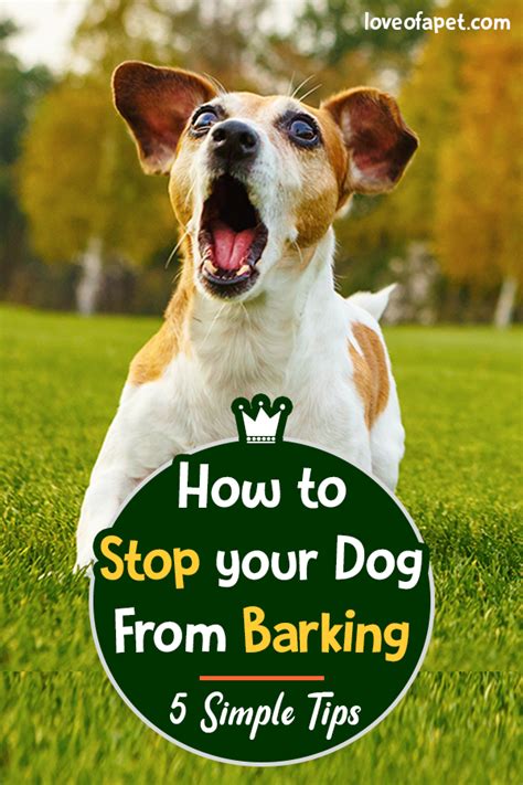 Famous How To Stop Dog Barking Through Fence Ideas