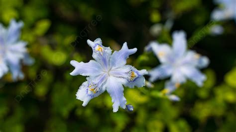 Pansy Flowers Blooming In Spring Background, Pansy, Orchid Grass, Blue ...