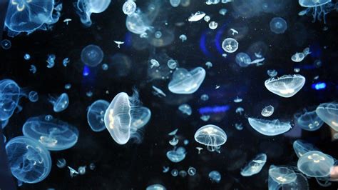 Glowing Jellyfish Wallpapers - Wallpaper Cave