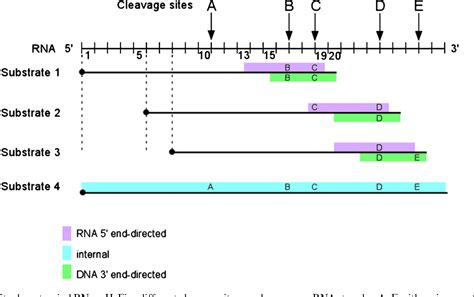 Figure 2 from RNase H activity: structure, specificity, and function in reverse transcription ...