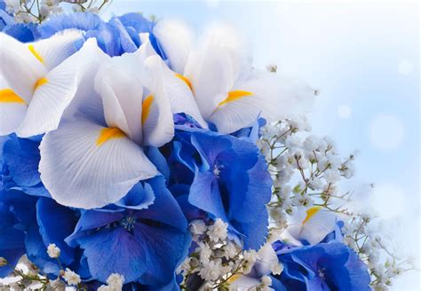 White and blue flowers HD wallpaper | Wallpaper Flare