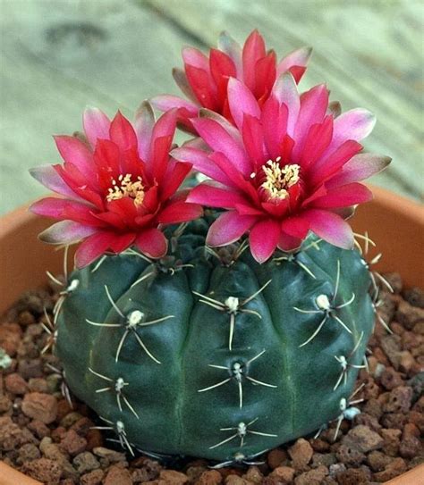 Pictures Of Cactus Plants And Flowers - markanthonystudios.net