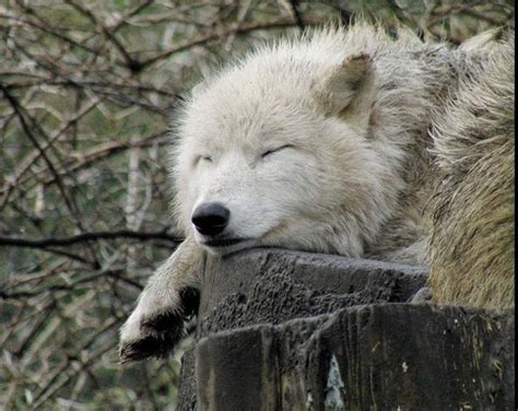 9 best Sleeping wolf pup images on Pinterest | Animal babies, Baby animals and Adorable animals