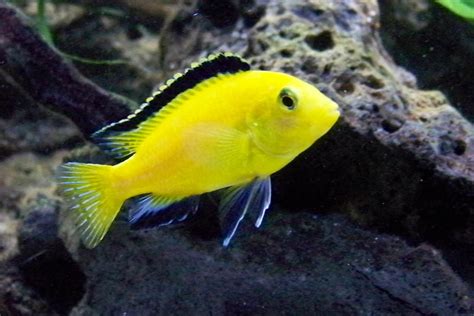 Some Of My African Cichlids | African cichlid aquarium, African cichlids, Freshwater aquarium fish