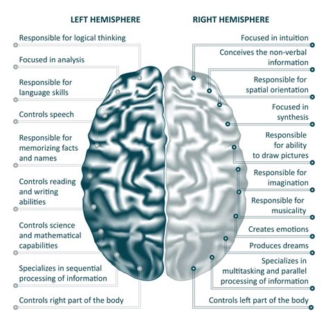 Brain left and right hemispheres infographics vector illustration ...