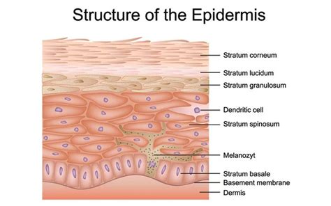 Understanding The Different Layers Of Skin – SkinKraft Skin Layers Anatomy Drawing, Skin Anatomy ...