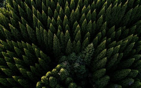 Aerial Forest Wallpapers - Top Free Aerial Forest Backgrounds - WallpaperAccess