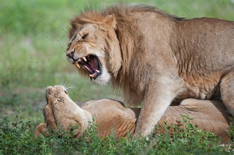 African Lions Panthera Leo Fighting Photograph by Animal Images - Pixels