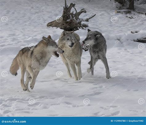 Wolf Pack Playing in the Snow. Stock Photo - Image of wolf, wildlife: 112994780