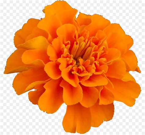 Marigold Flower Png - Clip Art Library