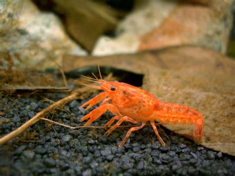 Dwarf Crayfish Care: Tank Mates, Food, Size & More