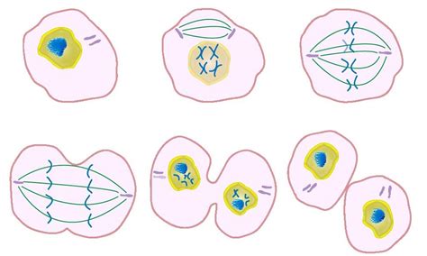 Mitosis Diagram