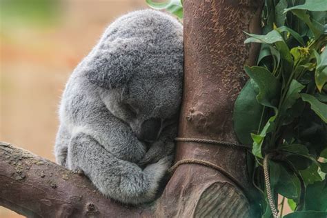 Free stock photos - Rgbstock - Free stock images | Koala bear sleeping | COBRASoft | November ...