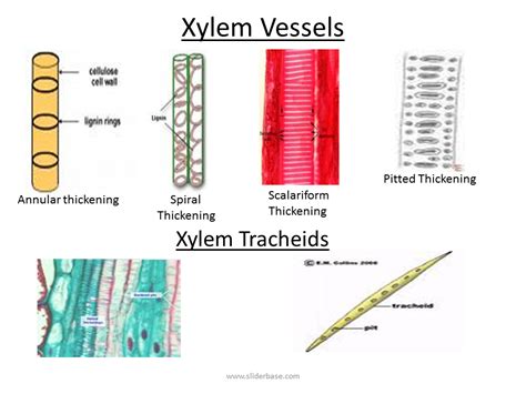 Support and transport in plants - Presentation Biology