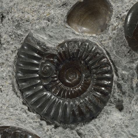 Prototyp Glühen Pegs ammonites fosiles Schilling gegen sich weigern