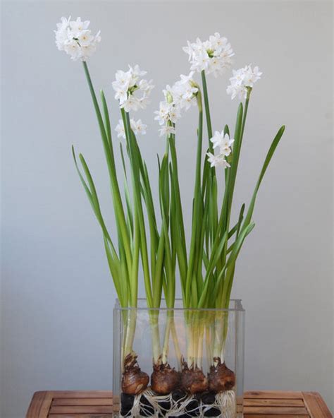 Narcissus tazetta 'Paperwhite Ziva' Bulbs - Buy Paperwhites online at ...