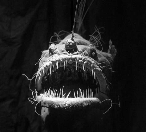 anglerfish | Deep sea creatures, Sea creatures, Ocean creatures