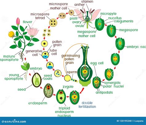 Life Cycle Of Angiosperm Diagram - slidesharetrick