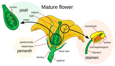 Androecium Definition, Anatomy & Actions - Lesson | Study.com