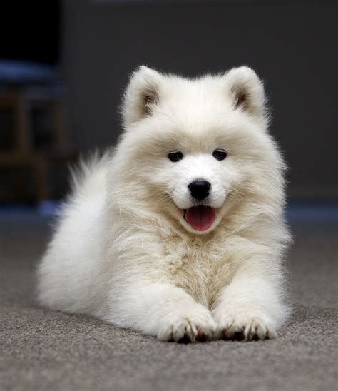 Breeds Dog: Samoyed Dog Informations