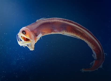 Monsters or masters of the deep sea? - Australian Geographic