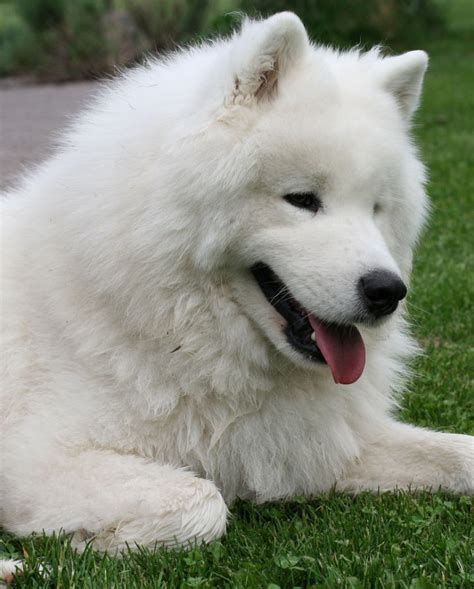 Samoyed:Pictures of Dogs and All About Dog