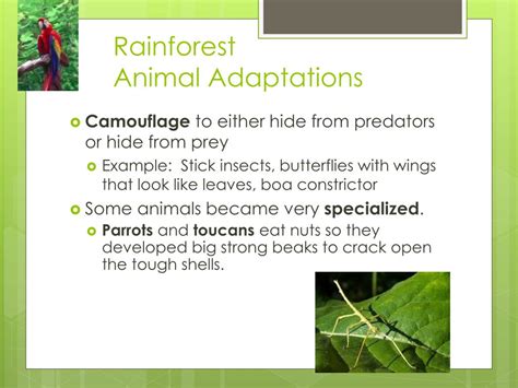 PPT - Biome Adaptations & Niches PowerPoint Presentation, free download - ID:2655272