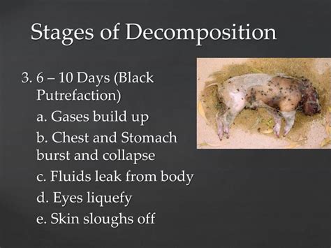 Stages Of Human Decay