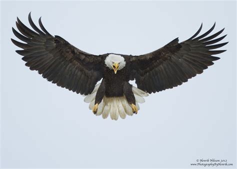 Bald eagle, Eagle images, Eagles