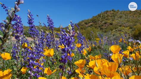 Gorgeous 'super bloom' of wildflowers happening in California, Arizon