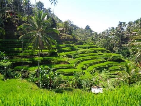 Tempat Wisata Ubud Bali - IMAGESEE