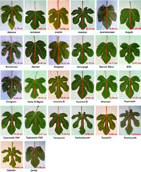 Typical leaves of each of the 26 fig tree accessions studied (Ficus ...