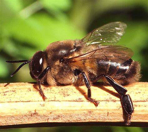 Honey Bee Species | Modern Farming Methods