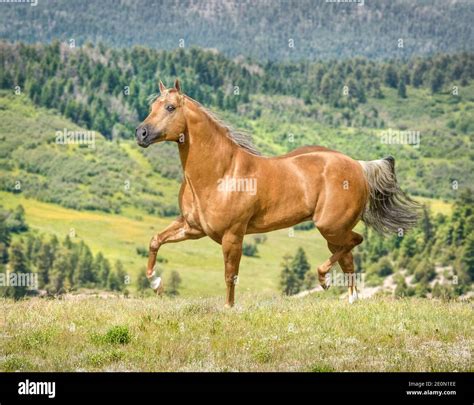 15 year old palomino Quarter horse stallion Stock Photo - Alamy