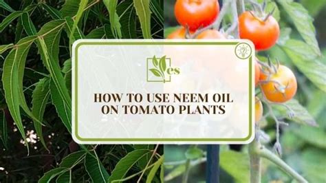 How To Use Neem Oil on Tomato Plants: The Steps To Protect - Evergreen Seeds