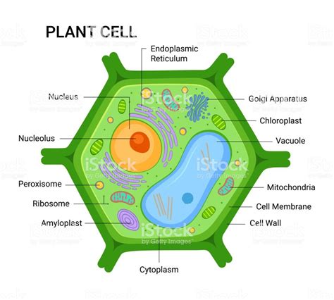 How To Draw A Plant Cell at Drawing Tutorials