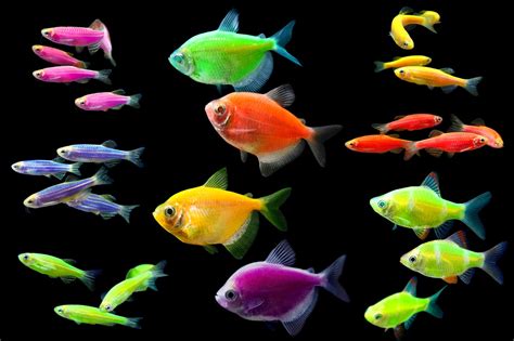 GloFish and GM Animals - Supporting Research | Julia Cowell's UCA Research Blog