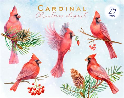 Cardinal Clipart Christmas Png Winter Watercolor Clip Art - Etsy